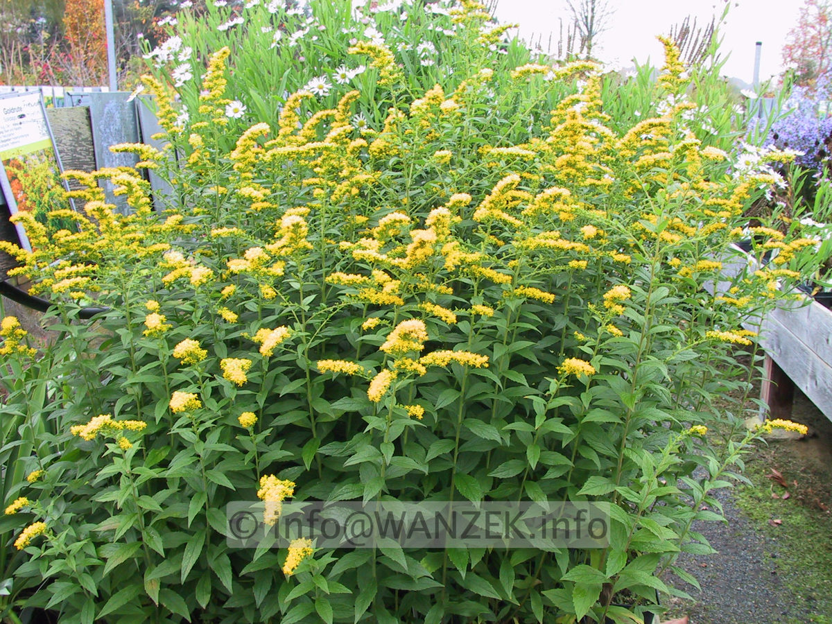 Solidago rugosa Fireworks 05.JPG